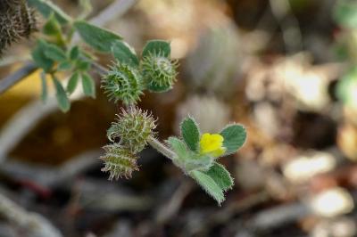 Medicago minima