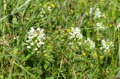 Prunella laciniata