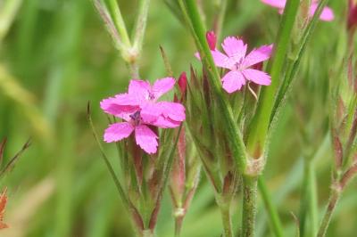 Dianthus armeria