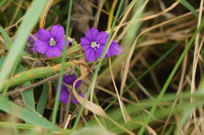 Legousia speculum-veneris
