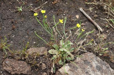 Arnoseris minima