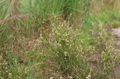 Juncus tenuis
