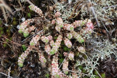 Illecebrum verticillatum