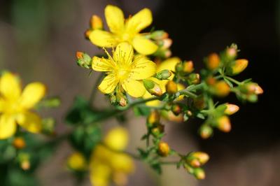 Hypericum pulchrum