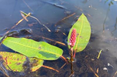 Persicaria amphibia