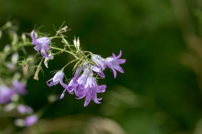 Campanula rapunculus
