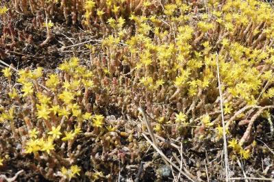 Sedum acre