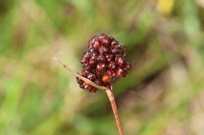 Luzula multiflora