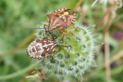 Knautia arvensis
