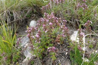 Teucrium chamaedrys