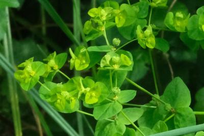 Euphorbia stricta