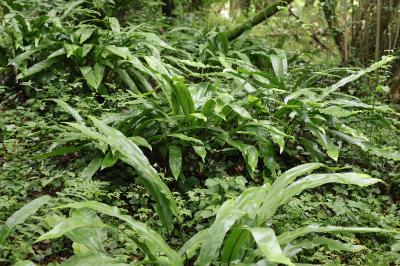 Asplenium scolopendrium