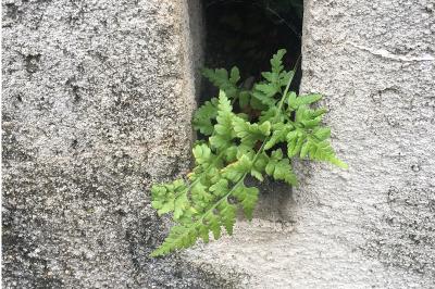 Asplenium adiantum-nigrum