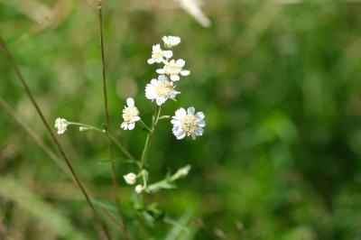 Achillea ptarmica