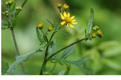 Jacobaea aquatica