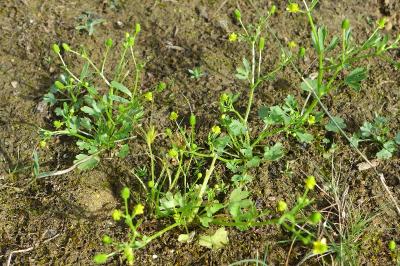 Ranunculus sceleratus