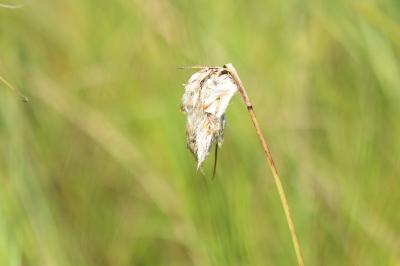 Eriophorum angustifolium
