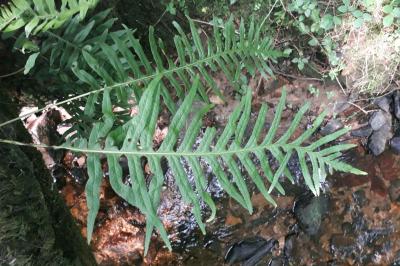 Polypodium interjectum