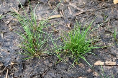Isolepis setacea