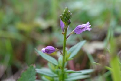 Polygala vulgaris