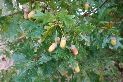 Quercus robur