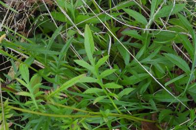Serratula tinctoria