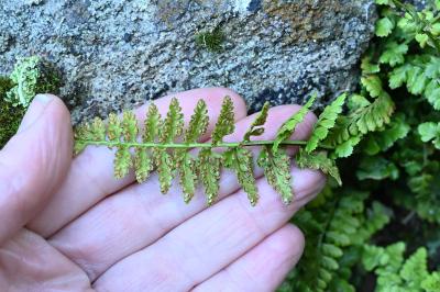 Asplenium x sleepiae