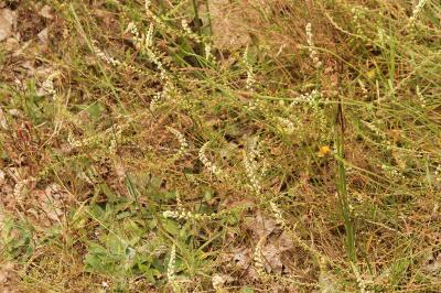 Sesamoides purpurascens