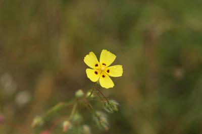 Tuberaria guttata