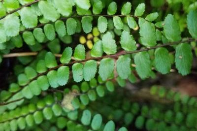 Asplenium trichomanes subsp. quadrivalens