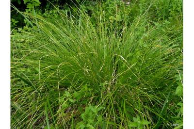 Carex paniculata
