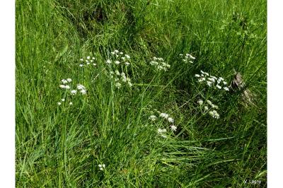 Oenanthe peucedanifolia