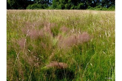 Agrostis capillaris