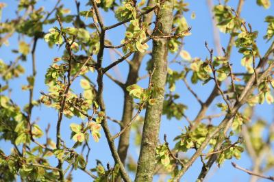 Ulmus minor