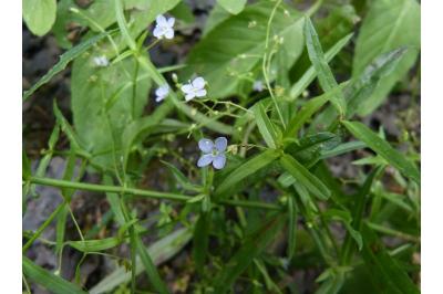 Veronica scutellata