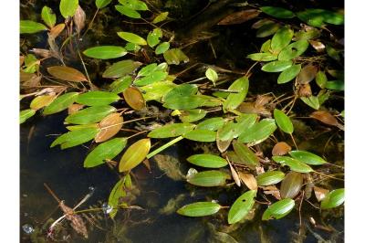 Potamogeton gramineus