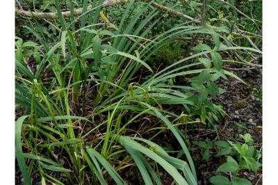 Carex pseudocyperus