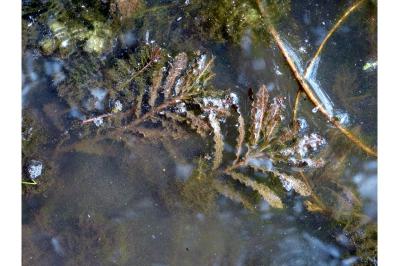 Potamogeton crispus