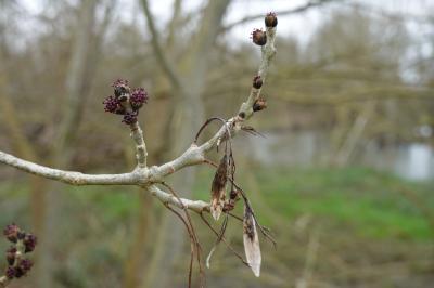 Fraxinus excelsior