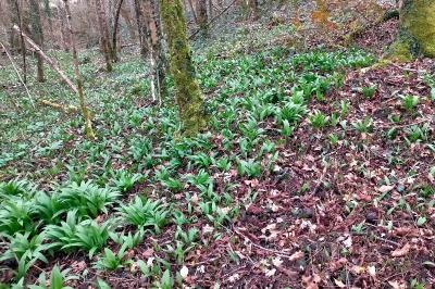 Allium ursinum