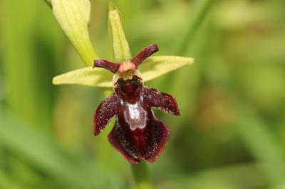 Ophrys x hybrida