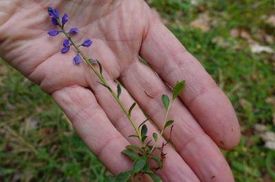 Polygala calcarea