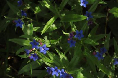 Aegonychon purpurocaeruleum