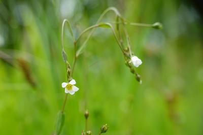 Linum catharticum