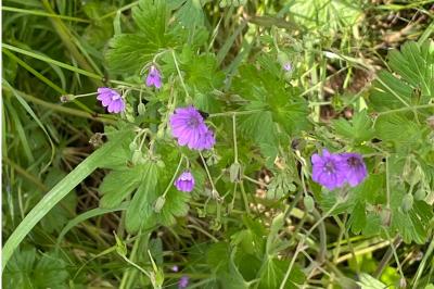 Geranium pyrenaicum