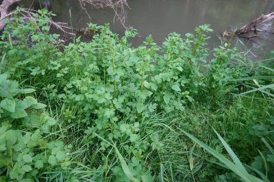 Thalictrum flavum