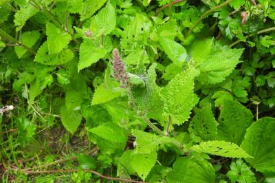 Stachys sylvatica
