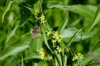 Vincetoxicum hirundinaria
