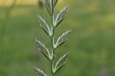 Lolium perenne