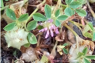 Trifolium resupinatum